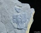 Inch Elrathia Trilobite In Matrix - U-Dig #2929-2